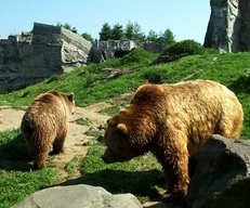 B�ren, Felsen, Zoo, ZOOM Gelsenkirchen