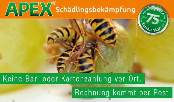 APEX Schädlingsbekämpfung-Wespenbekämpfung
