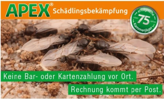 APEX Schädlingsbekämpfung-Ameisenbekämpfung