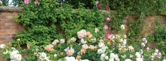 Garten-Neuanlage – Wir zaubern schöne Gärten!
