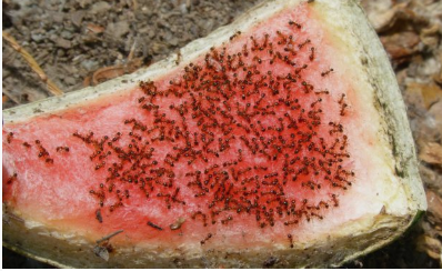 Kettler Schädlingsbekämpfung, Ameisen