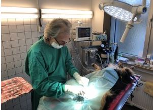 Tierarzt Martin Kniese