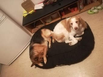 Entspannen - Dog4 - Hundeverhaltenstherapie