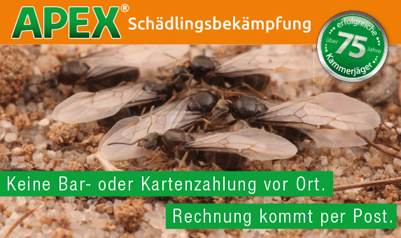 APEX-Ameisenbekämpfung